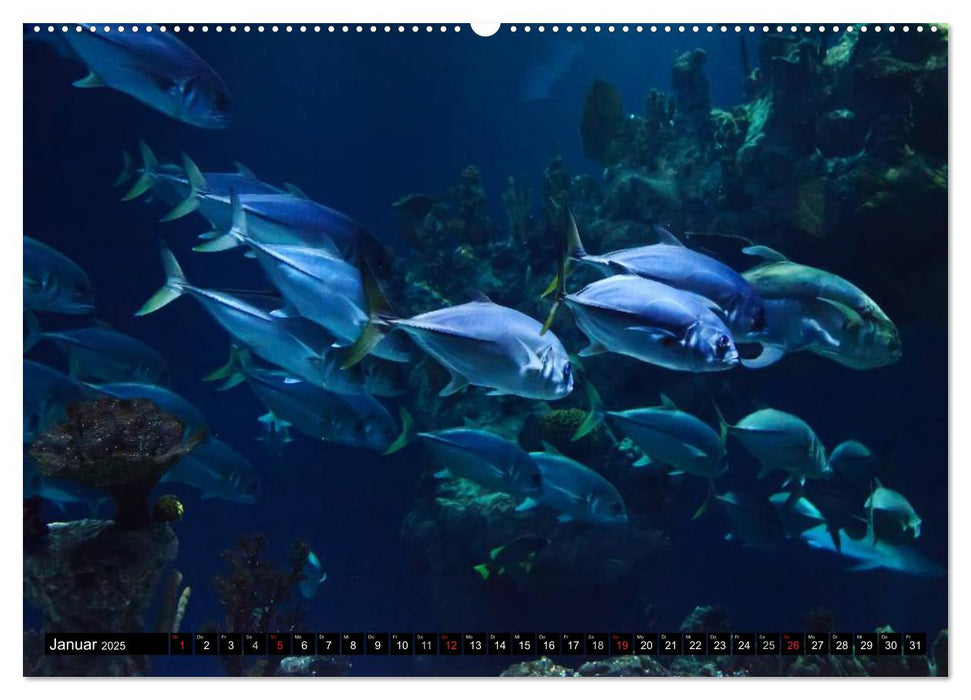 Fische und Meerestiere (CALVENDO Wandkalender 2025)