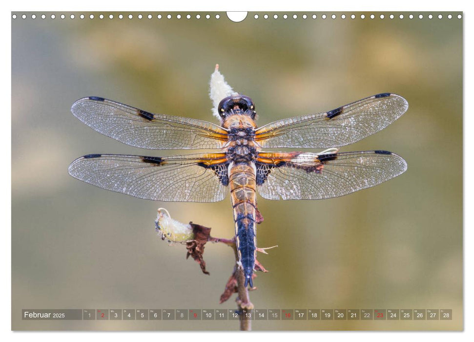 Libellen - Fliegende Edelsteine (CALVENDO Wandkalender 2025)