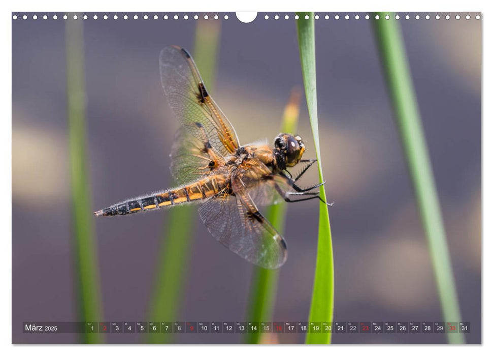 Libellen - Fliegende Edelsteine (CALVENDO Wandkalender 2025)