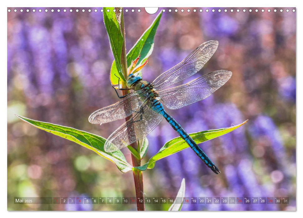 Libellen - Fliegende Edelsteine (CALVENDO Wandkalender 2025)