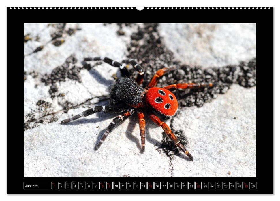 Rot in der Natur (CALVENDO Wandkalender 2025)