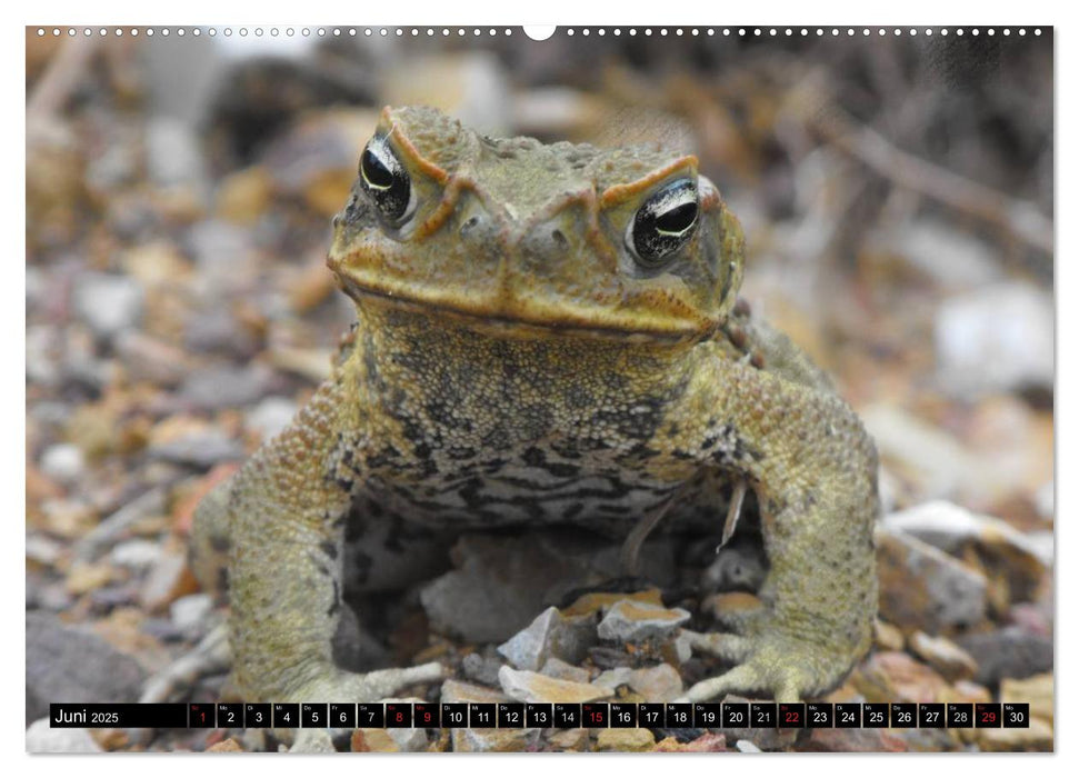 Australiens Tierwelt (CALVENDO Wandkalender 2025)