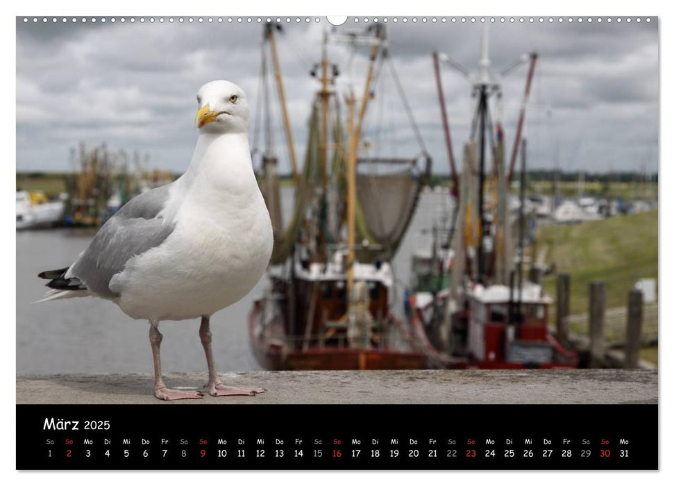 Ostfriesland - Land an der Küste (CALVENDO Premium Wandkalender 2025)