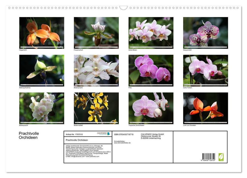 Prachtvolle Orchideen (CALVENDO Wandkalender 2025)