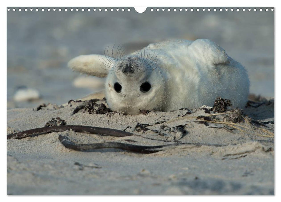Robben auf Helgoland 2025 (CALVENDO Wandkalender 2025)