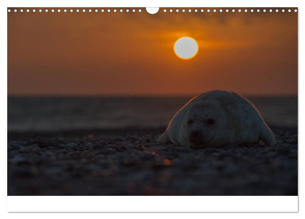 Robben auf Helgoland 2025 (CALVENDO Wandkalender 2025)