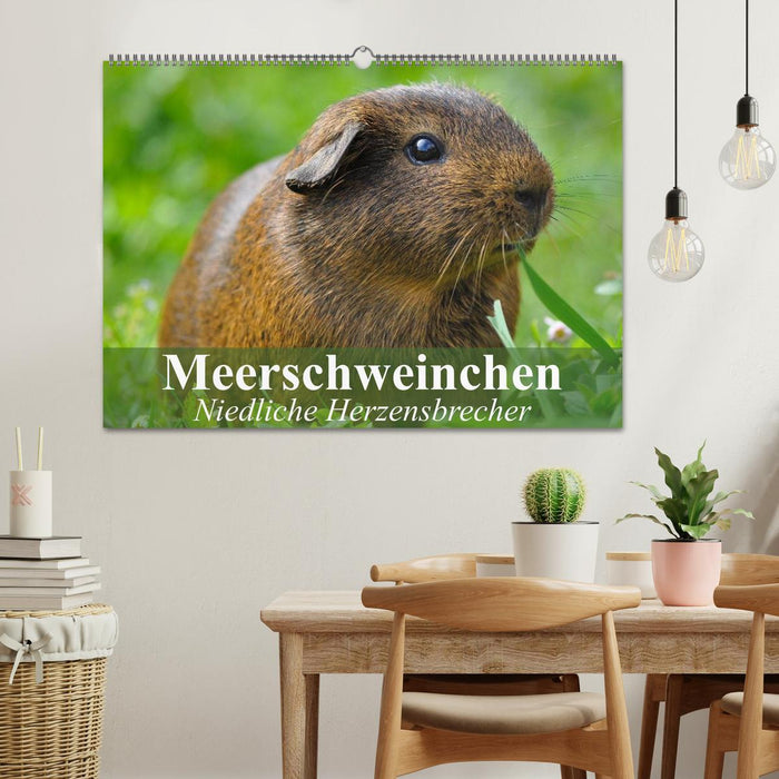 Meerschweinchen Niedliche Herzensbrecher (CALVENDO Wandkalender 2025)