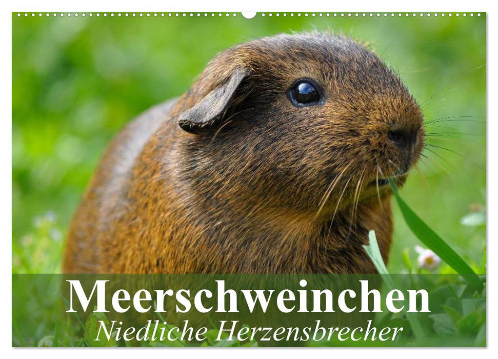 Meerschweinchen Niedliche Herzensbrecher (CALVENDO Wandkalender 2025)