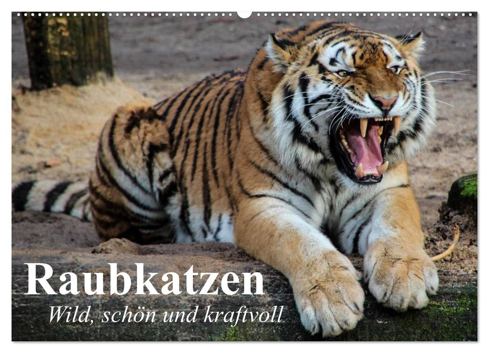 Raubkatzen. Wild, schön und kraftvoll (CALVENDO Wandkalender 2025)