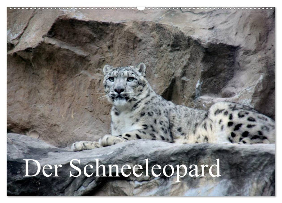 Der Schneeleopard (CALVENDO Wandkalender 2025)