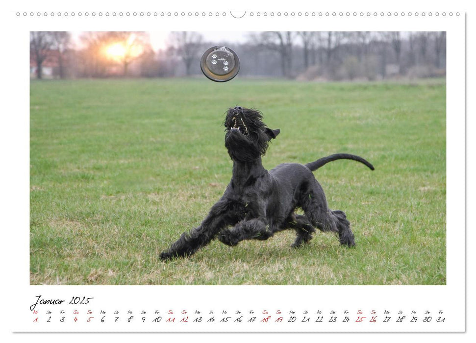 Mit dem Riesenschnauzer durch das Jahr (CALVENDO Wandkalender 2025)