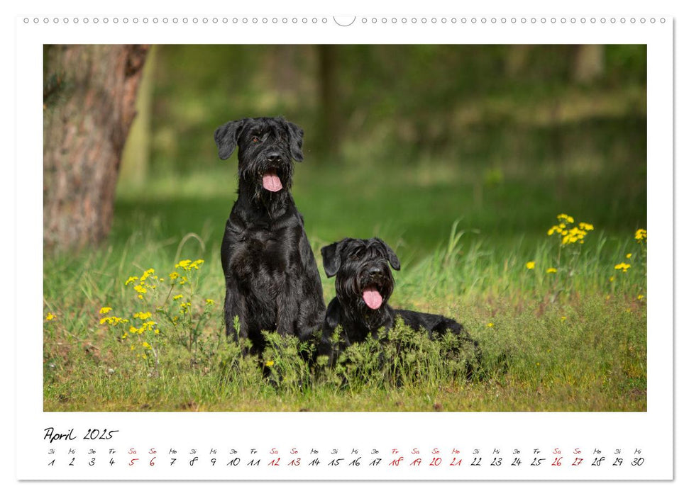 Mit dem Riesenschnauzer durch das Jahr (CALVENDO Wandkalender 2025)