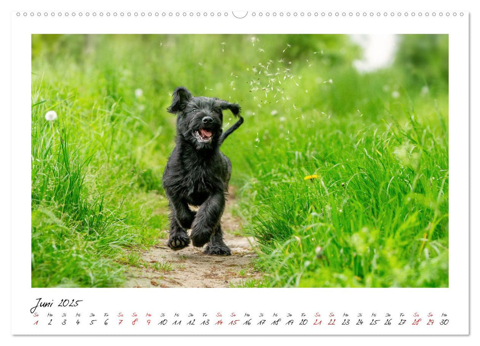 Mit dem Riesenschnauzer durch das Jahr (CALVENDO Wandkalender 2025)