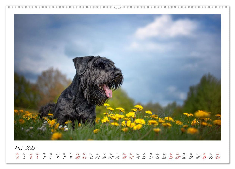 Mit dem Riesenschnauzer durch das Jahr (CALVENDO Premium Wandkalender 2025)