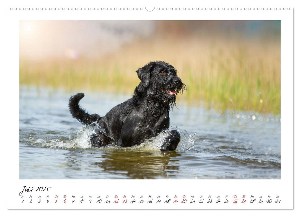 Mit dem Riesenschnauzer durch das Jahr (CALVENDO Premium Wandkalender 2025)