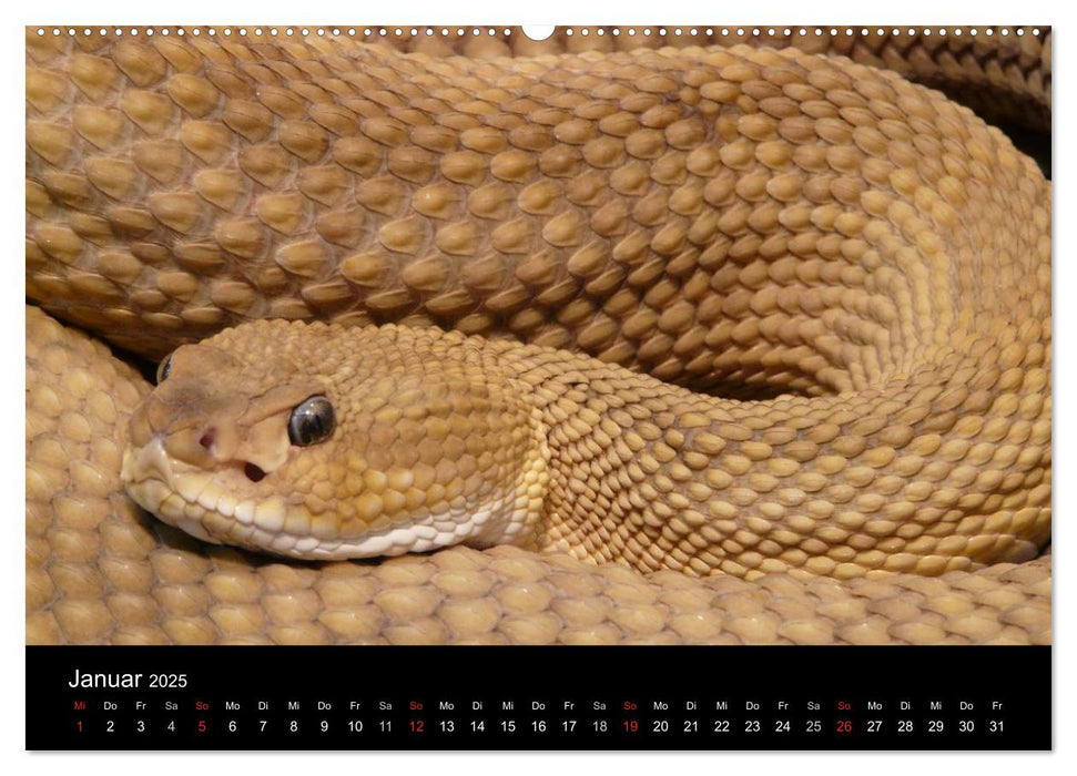 Schlangen (CALVENDO Wandkalender 2025)