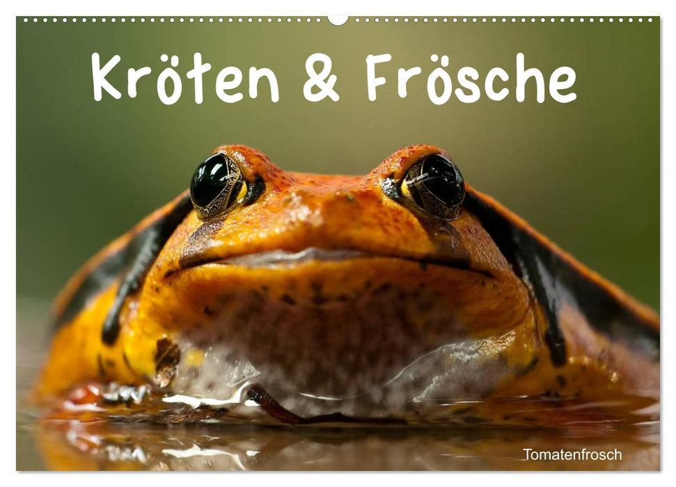 Kröten & Frösche (CALVENDO Wandkalender 2025)