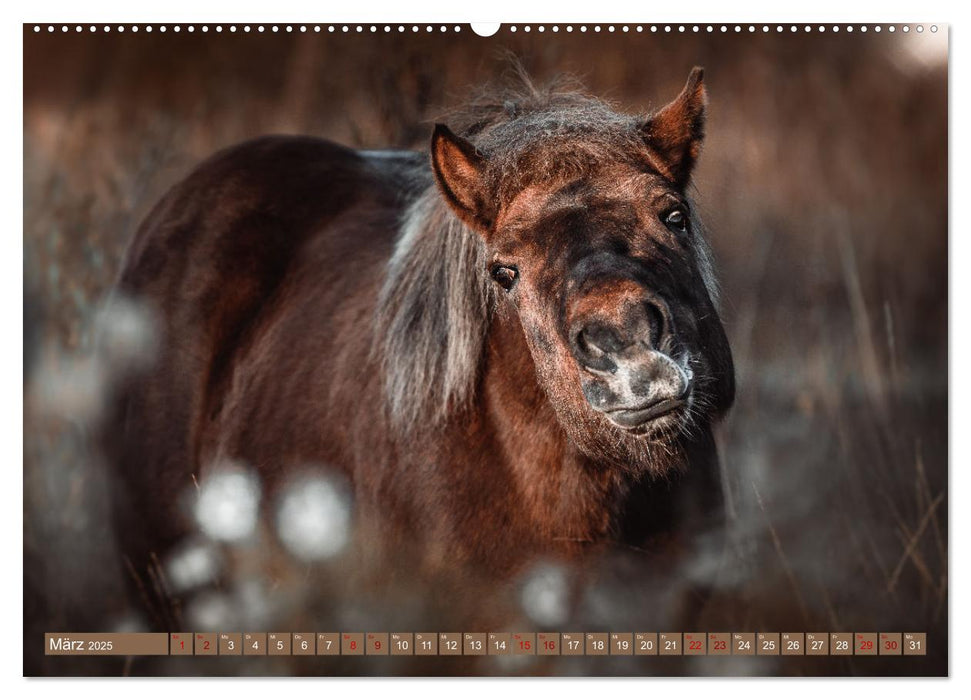 Seelenglück Kalender - Pferde - Charakter, Stärke, Weisheit (CALVENDO Premium Wandkalender 2025)
