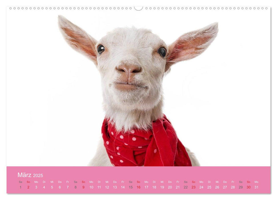 Süße Tier-Babys! (CALVENDO Premium Wandkalender 2025)