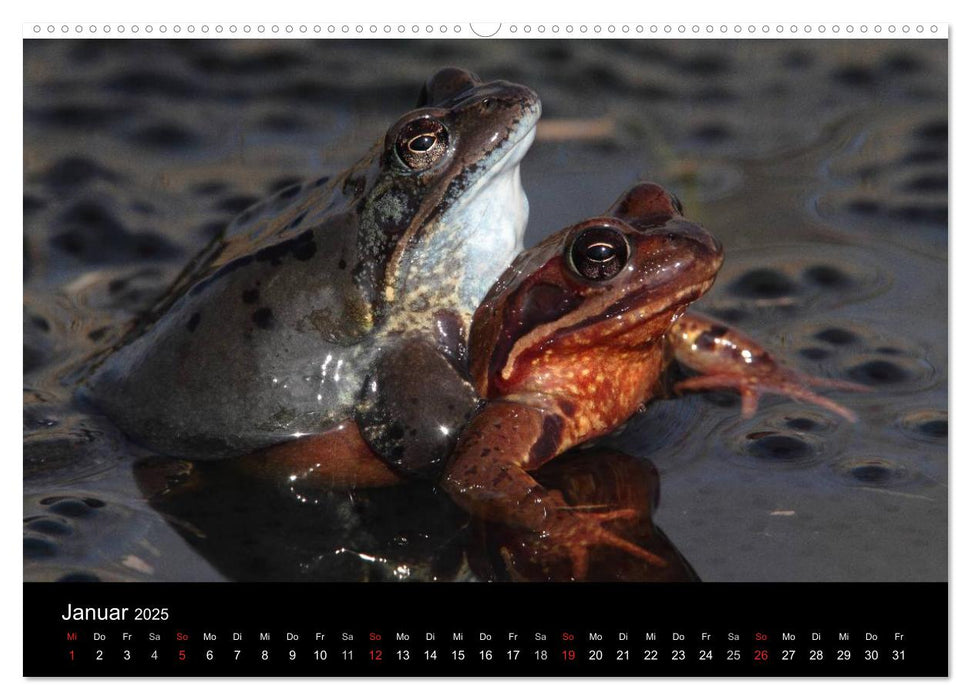 Froschparadies Franken (CALVENDO Premium Wandkalender 2025)