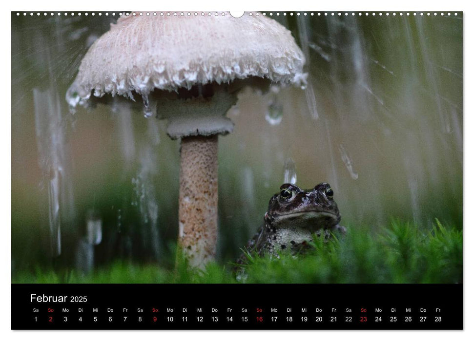 Froschparadies Franken (CALVENDO Premium Wandkalender 2025)