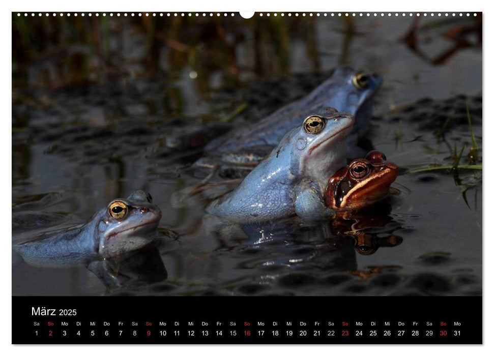 Froschparadies Franken (CALVENDO Premium Wandkalender 2025)