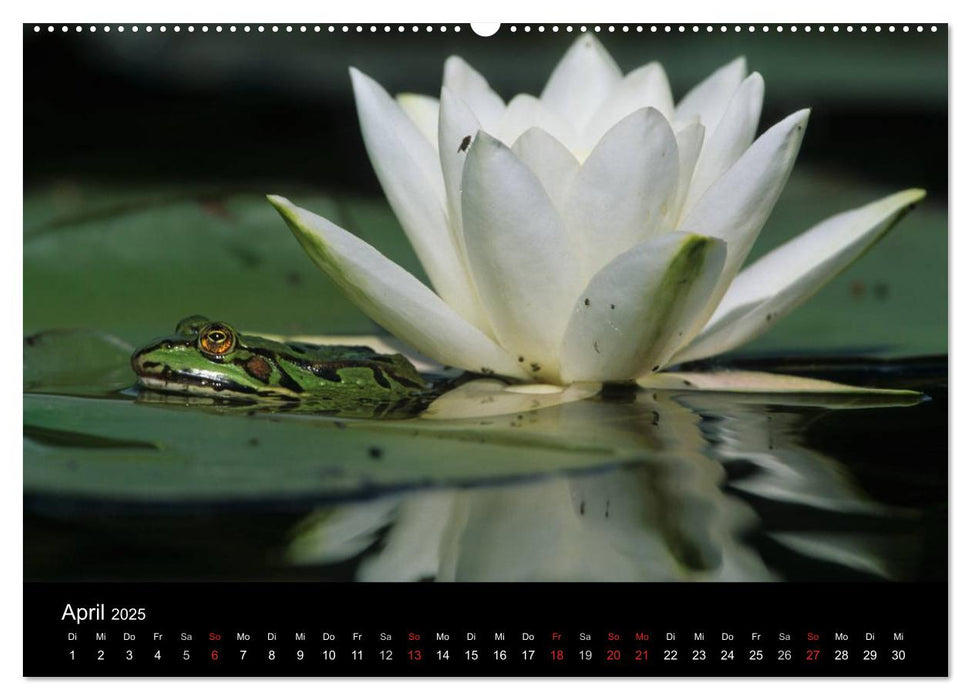 Froschparadies Franken (CALVENDO Premium Wandkalender 2025)