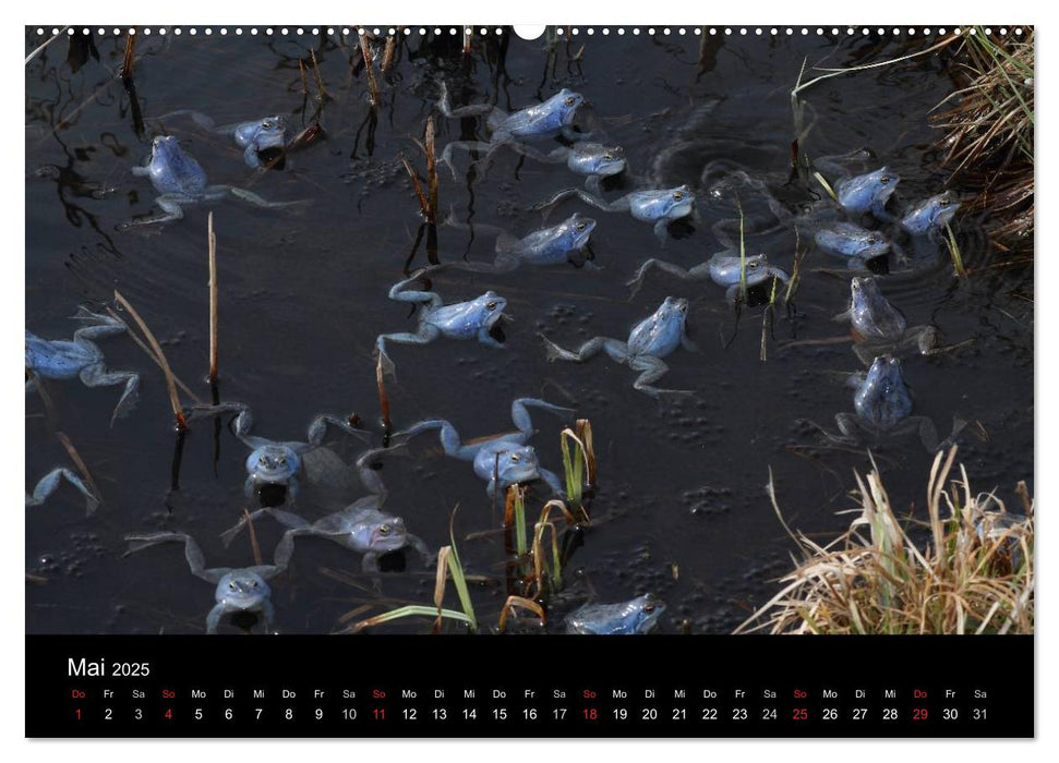 Froschparadies Franken (CALVENDO Premium Wandkalender 2025)