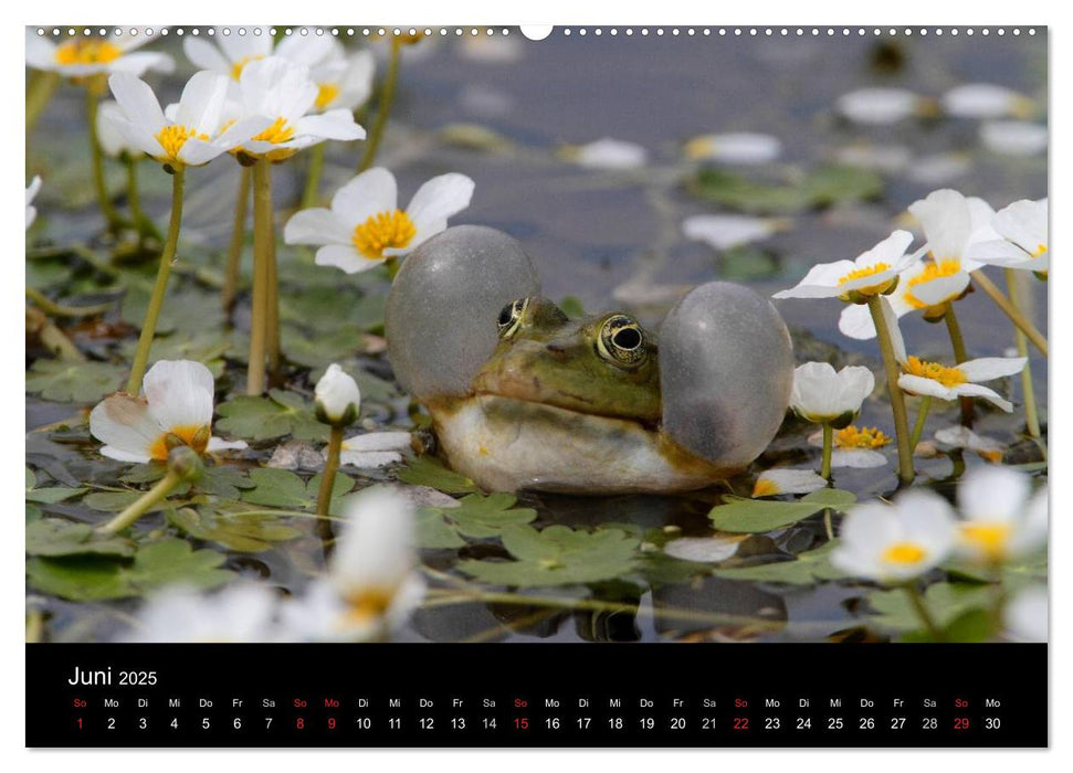 Froschparadies Franken (CALVENDO Premium Wandkalender 2025)