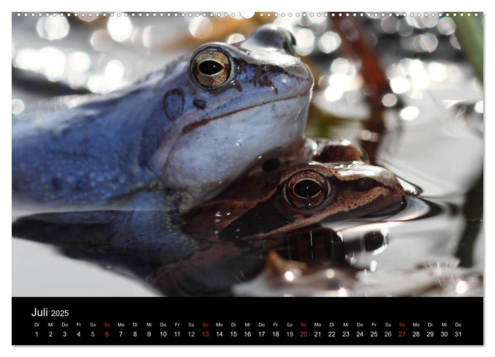 Froschparadies Franken (CALVENDO Premium Wandkalender 2025)