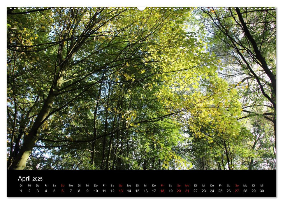 Baum Art (CALVENDO Premium Wandkalender 2025)