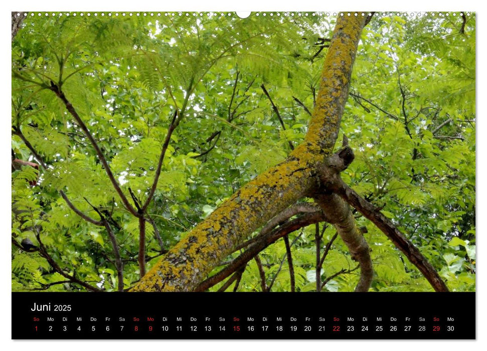 Baum Art (CALVENDO Premium Wandkalender 2025)
