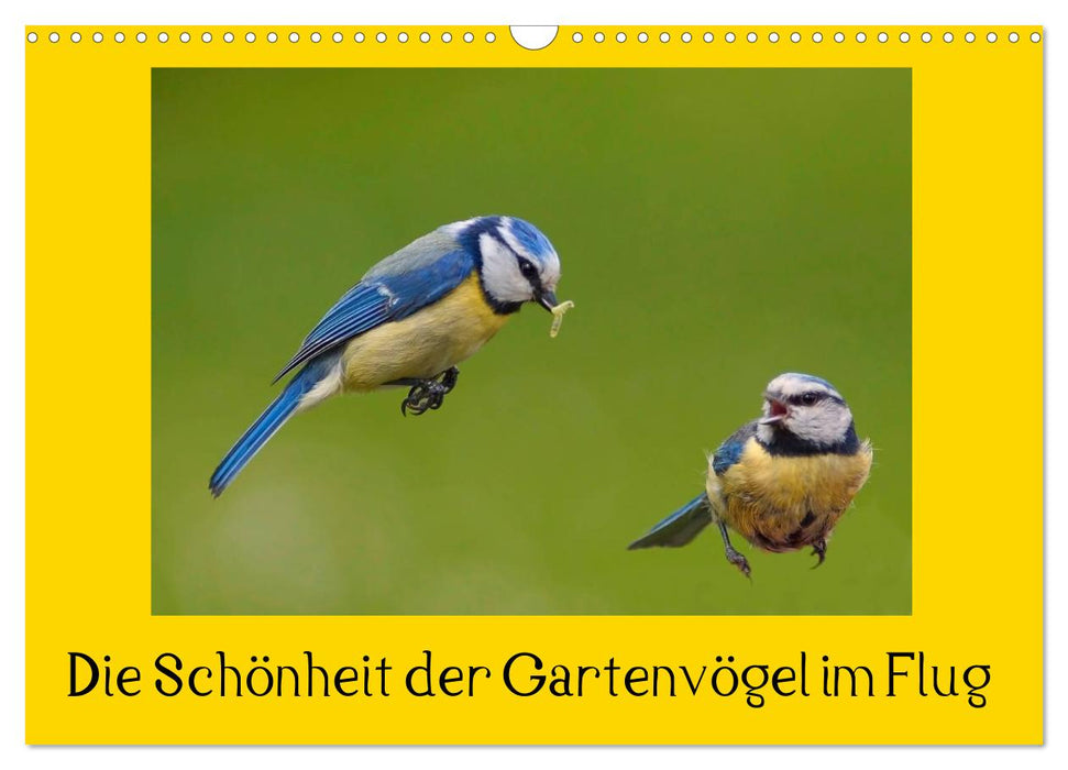 Die Schönheit der Gartenvögel im Flug (CALVENDO Wandkalender 2025)