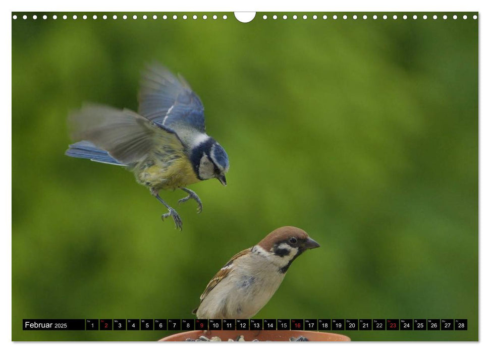 Die Schönheit der Gartenvögel im Flug (CALVENDO Wandkalender 2025)