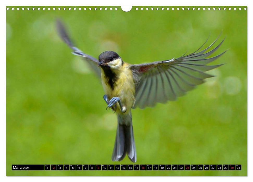 Die Schönheit der Gartenvögel im Flug (CALVENDO Wandkalender 2025)