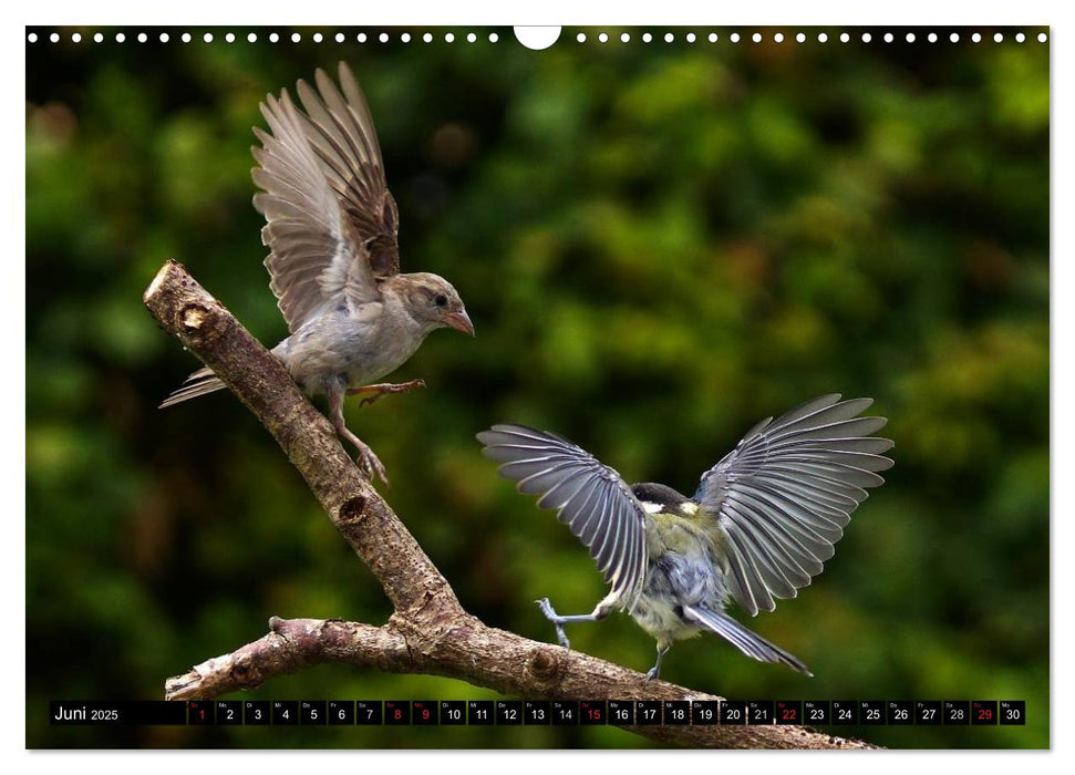 Die Schönheit der Gartenvögel im Flug (CALVENDO Wandkalender 2025)