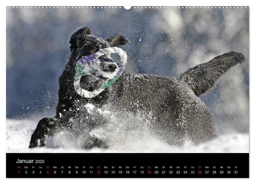 Flatcoated Retriever (CALVENDO Premium Wandkalender 2025)