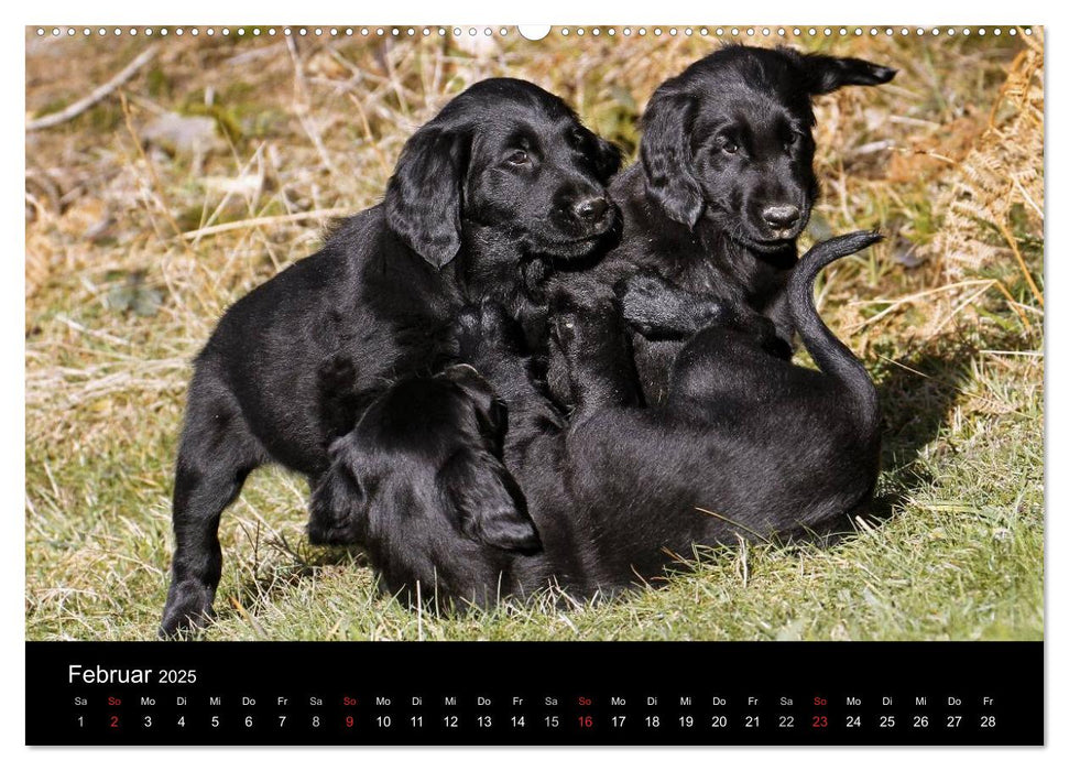 Flatcoated Retriever (CALVENDO Premium Wandkalender 2025)