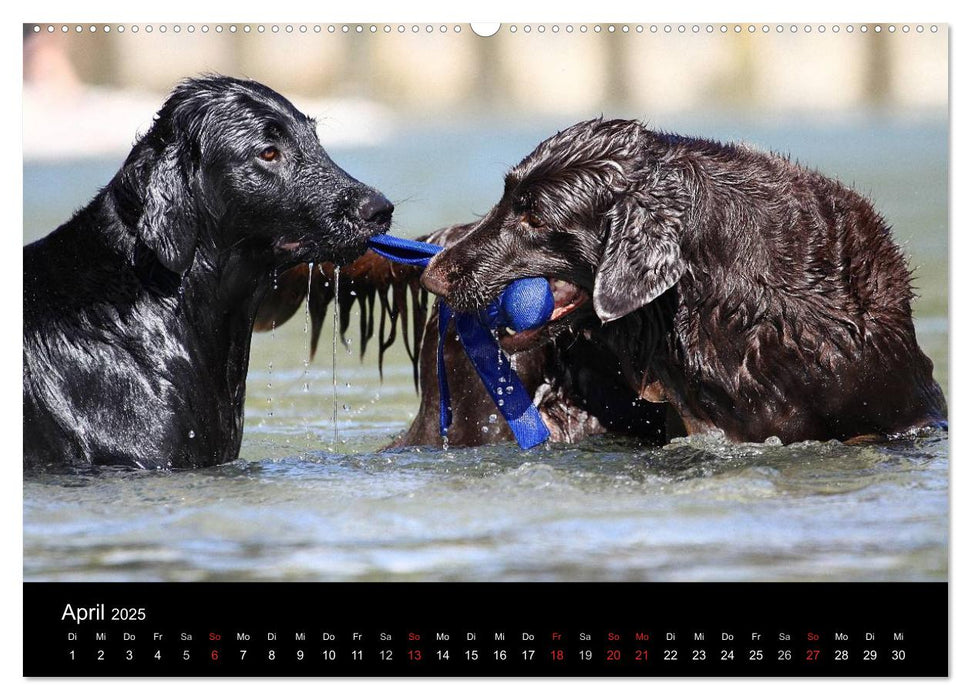 Flatcoated Retriever (CALVENDO Premium Wandkalender 2025)