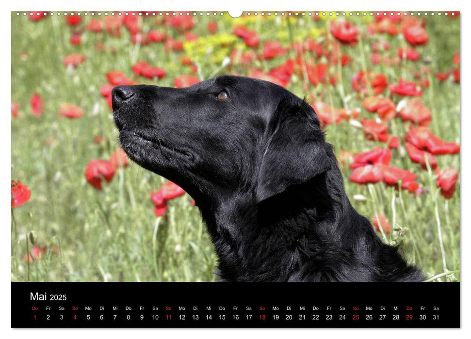 Flatcoated Retriever (CALVENDO Premium Wandkalender 2025)