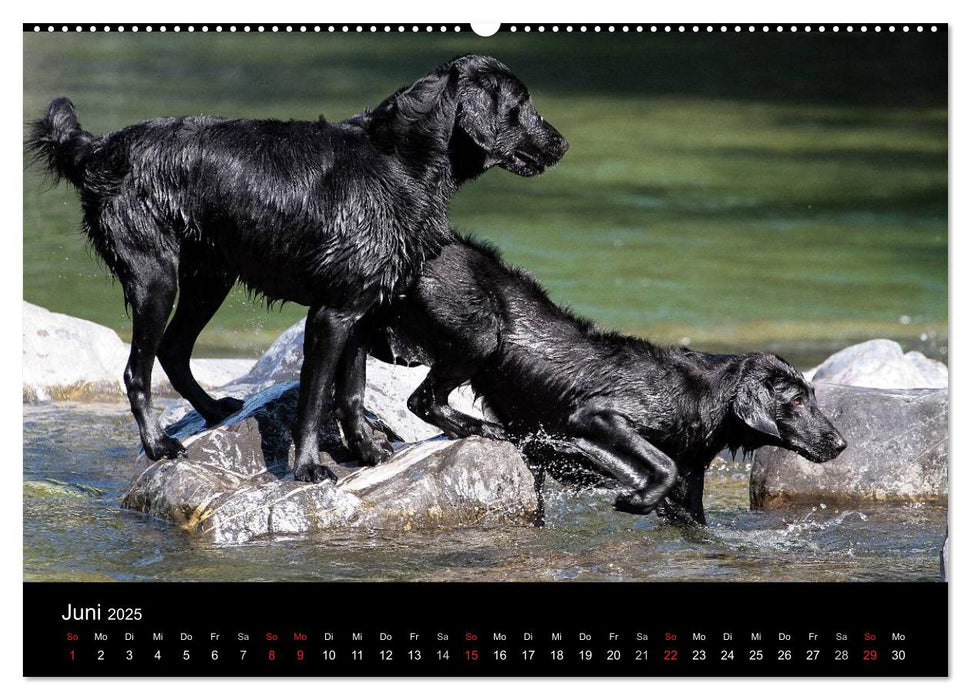 Flatcoated Retriever (CALVENDO Premium Wandkalender 2025)