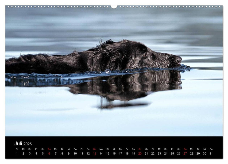 Flatcoated Retriever (CALVENDO Premium Wandkalender 2025)