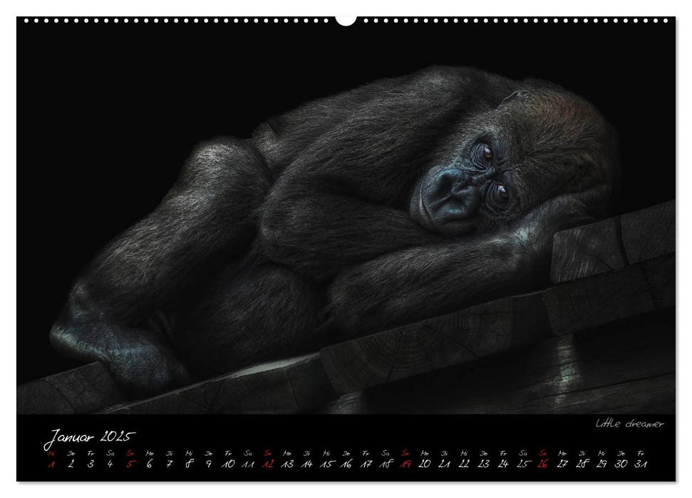 Gorilla (CALVENDO Premium Wandkalender 2025)