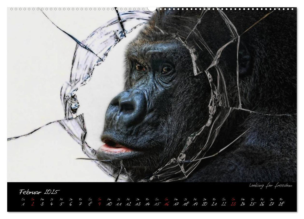 Gorilla (CALVENDO Premium Wandkalender 2025)