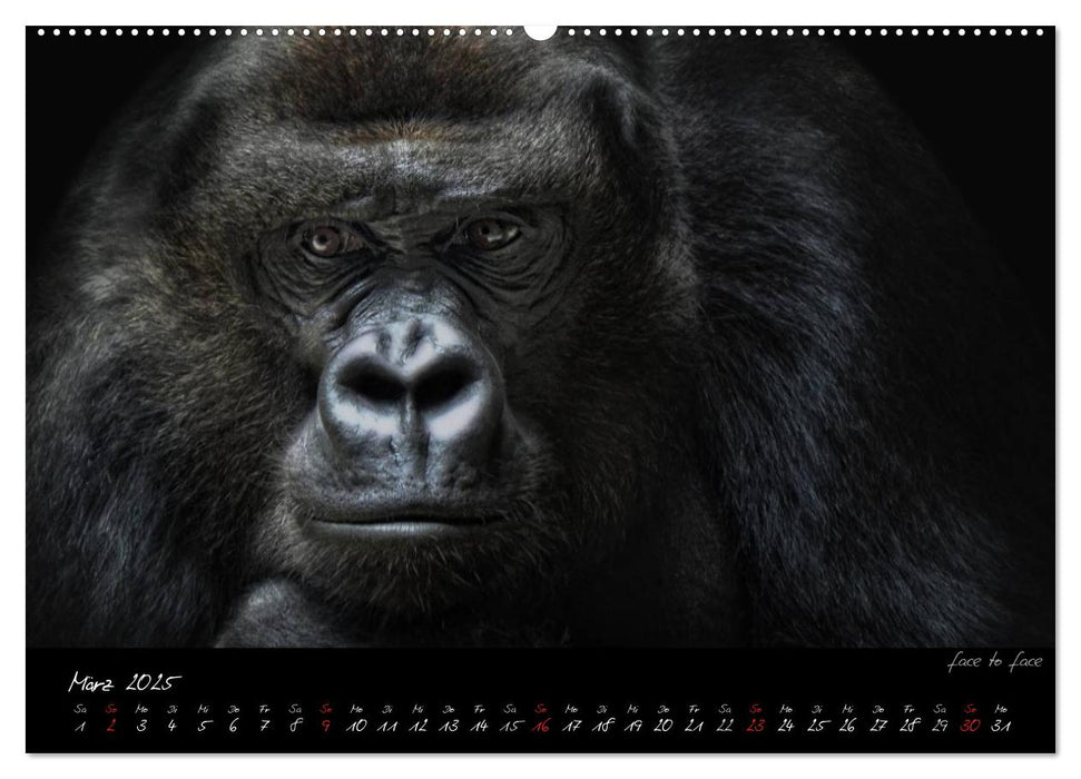 Gorilla (CALVENDO Premium Wandkalender 2025)