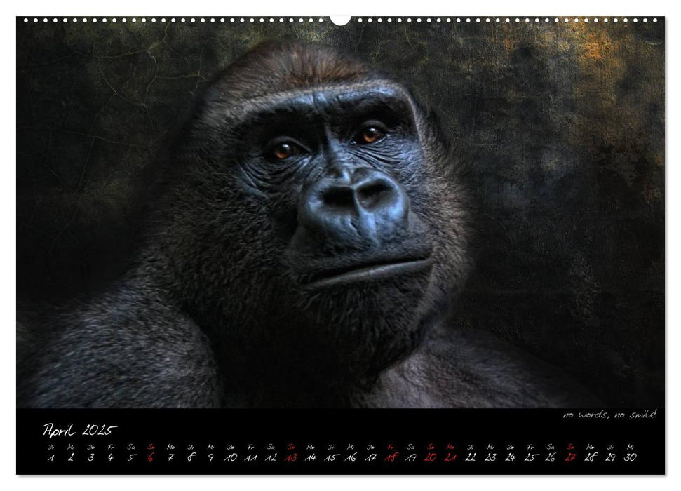 Gorilla (CALVENDO Premium Wandkalender 2025)