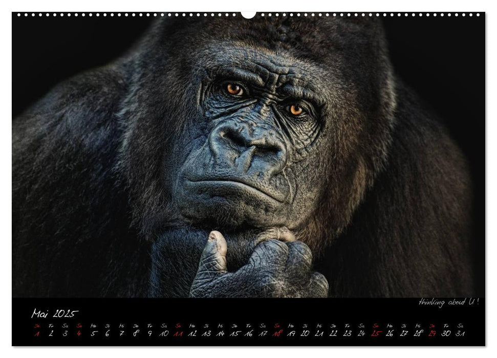 Gorilla (CALVENDO Premium Wandkalender 2025)