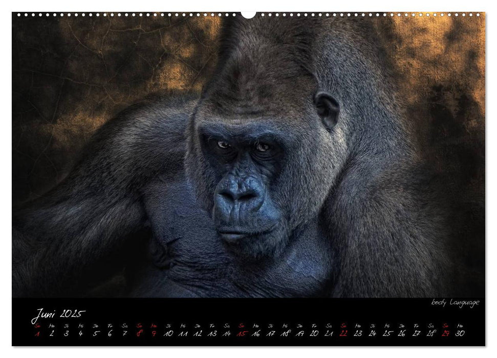 Gorilla (CALVENDO Premium Wandkalender 2025)