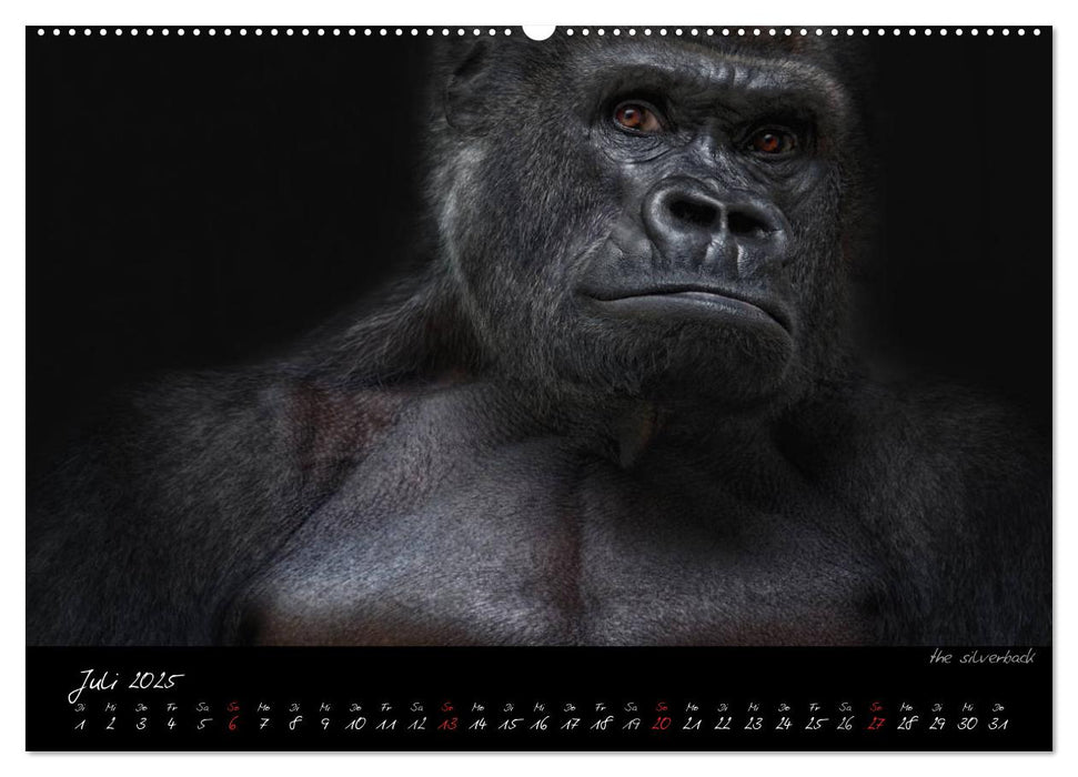 Gorilla (CALVENDO Premium Wandkalender 2025)