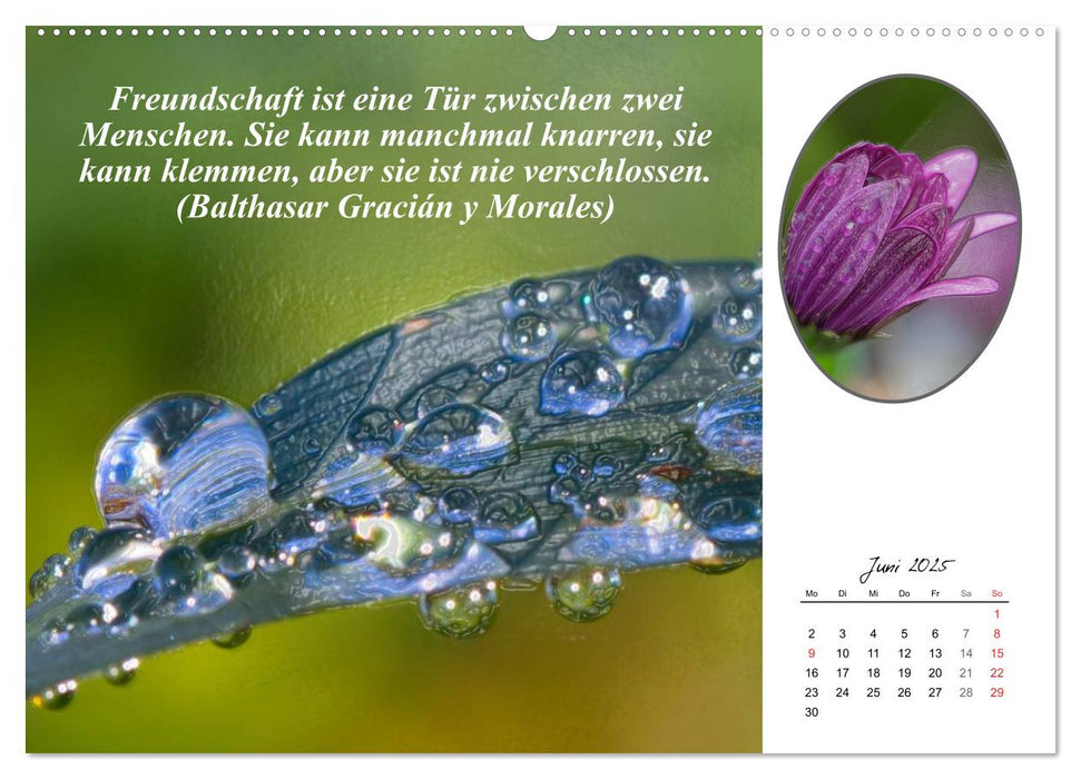 Wahre Freundschaft (CALVENDO Premium Wandkalender 2025)